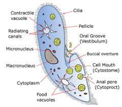 Image result for Isoglossa ciliata