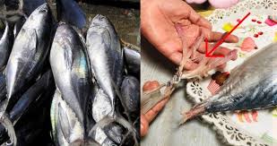 Only one of the most complete and trusted reference sources for export, import and directory business in indonesia. Pakai Kain Untuk Pulas Akak Kongsi Tips Siang Ikan Tongkol Kena Buang Ekor Dakwa Untuk Elak Alahan Gatal