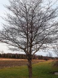 Healthy, mature plants · fedex direct to your home Crataegus Phaenopyrum Hawthorn Thornapple Washington Hawthorn North Carolina Extension Gardener Plant Toolbox