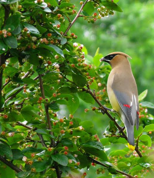 Bohemain waxwing bird