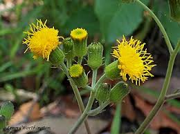 Image result for Gynura pseudochina