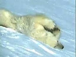 Maybe you would like to learn more about one of these? Polar Bear Sliding Down A Snowy Slope Youtube