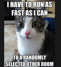 19 Things Only Cat Owners Know To Be True Cat Quotes Funny Funny Cat Memes Funny Cat Pictures