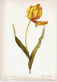Redoute Botanical Tulip Print Vintage 1990 Art Original Book Etsy In 2020 Botanical Illustration Botanical Drawings Botanical Tulip
