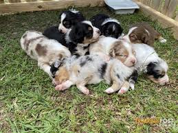 Our puppies are sold with limited registration with asdr even though most are breeding/show quality. Purebred Australian Shepherd Puppies