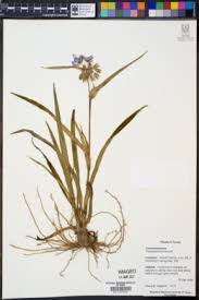 Image result for Cyanotis caespitosa