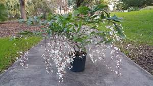 Image result for Clerodendrum silvanum
