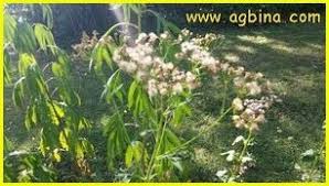 Image result for Senecio strictifolius