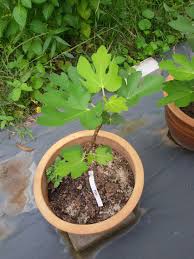 Buah tin masui dauphine (md) atau masui dauphine fig merupakan jenis buah tin yang banyak dibudidayakan di negara jepang. Pin Na Doske Inzhir