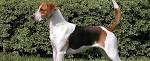 English Foxhound Temperament and Personality - Independent ...