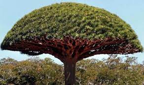 Maybe you would like to learn more about one of these? Beauty Will Save The World