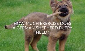 German shepherds have been on the silver screen in many movies. How Much Exercise Does A German Shepherd Puppy Need Jubilant Pups