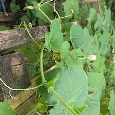 Image result for Lagenaria