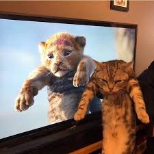 Cizmeli Kedi Komik Hayvan Hayvan Mizahi Sevimli Hayvan Yavrulari