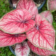 Lush caladium plants are a popular choice for shade gardens. Caladium Care And Planting Caladiums The Home Depot