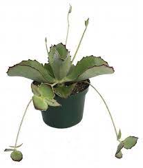 39 Really Beautiful Kalanchoe Varieties Kalanchoe Plant Kalanchoe Plant Succulents Plants
