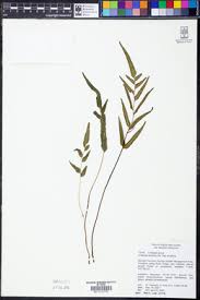 Image result for Lindsaea ensifolia