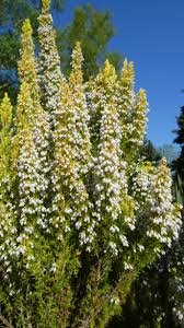 Image result for Erica arborea