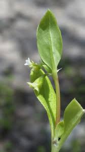 Image result for Pentodon pentandrus