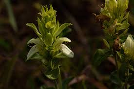 Image result for Pogonospermum