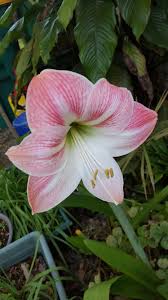 Pin On Flowers Plants