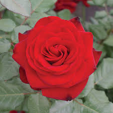 We feature 67,100,000 royalty free photos, 335,000 stock footage clips, digital videos, vector clip art images. Forever Yours Hybrid Tea Rose Hybrid Tea Roses Edmunds Roses