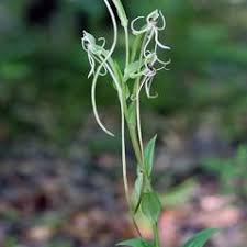 Image result for Habenaria cirrhata