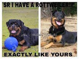 We have a eight puppies left four males four females ckc registered both parents on site. Litter Of Real German Rottweiler Puppies For Sale In Fayetteville North Carolina Classified Americanlisted Com