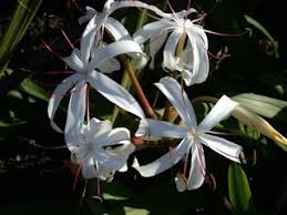 Image result for Crinum walteri