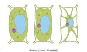 The vacuoles are hypertonic to the cytoplasm as turgor pressure builds in the vacuole, it pushes out against the sides of the cell. Turgor Pressure On Plant Cells Stock Vector Royalty Free 1266904573