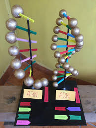 Dna Activities Social Studies 3dprintingringsilver Key 5735901160 Science Projects For Kids Biology Projects Dna Project