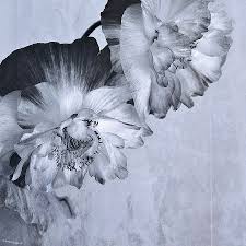 We did not find results for: Flowers And Haiku Photograph By Theresa Tahara