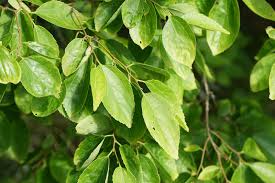 Image result for Celtis