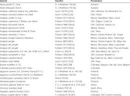 Image result for Oncinotis tenuiloba