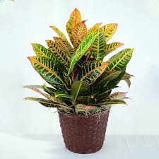 Image result for Croton scheffleri