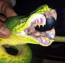 Green tree pythons are named for their vibrant green color. The Bared Teeth Of An Emerald Tree Boa Emerald Tree Boa Snake Animal Teeth