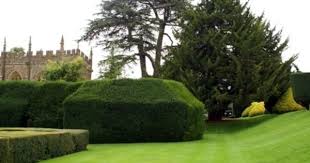 The national average materials cost to stain cedar siding is $0.55 per square foot, with a range between $0.29 to $0.80. White Vs Black Cedar Hedging Hunker Yew Shrub Cedar Hedge Garden Shrubs