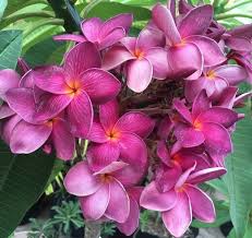 Muang Aachan Dark Purple Flowers Plumeria Flowers Planting Flowers