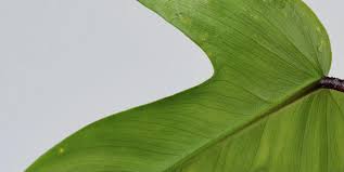 Image result for Nectaropetalum