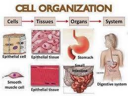 Cells are organized to form tissues, and tissues are organised to form organs. Practical Biology Cell Organizations Cell Tissue Organ System Facebook