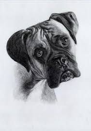 Drawing Of A Boxer Studio Zeichenfuchs Cologne Germany Boxerpuppies Dog Drawing Dog Sketch Boxer Dogs Art