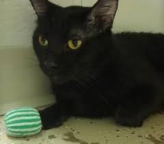 Ezekiel Is An Adoptable Domestic Medium Hair Black Cat In Pekin Il A Big Hello From Ezekiel I Am At The Shelter Because My Family Has Cats Pets Medium Hair Styles