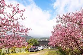北台灣賞櫻名所第一站 浪漫粉紅巷弄超好拍 country roads road country