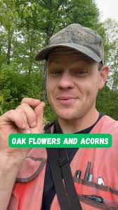 Red oak flowers! And acorns! #tree #trees #treesofinstagram #plant #plants  #plantsofinstagram #plantstagram #forest #forests #forester #nature #oak  #acorn #life #stem #love