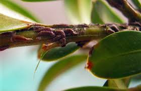 Image result for puklice na pokojových rostlinách obrázek