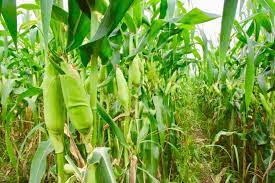 Orang asli di amazon mengunyah biji benih guarana untuk menguatkan badan mereka. Nama Botani Pokok Jagung