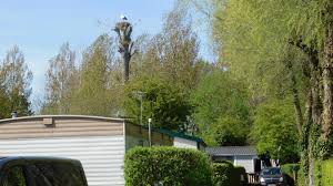 Quatorze Cigognes Elisent Domicile Au Camping Des Tourterelles A Rang Du Fliers