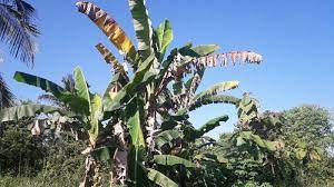 Check spelling or type a new query. Buah Pisang Manggala Dikenal Khas Berbiji Konon Dua Mahluk Gaib Ini Suka Di Pisang Klutuk Ini Banjarmasin Post