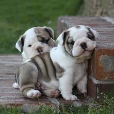 Find english bulldogs puppies & dogs for sale uk at the uk's largest independent free classifieds site. Baggy Bulldogs Timeline Photos Baby Animals Cute Animals Bulldog Puppies