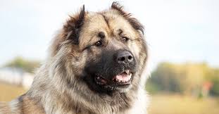 Nov 06, 2019 · the amount of food a caucasian shepherd should be fed depends on how much it weighs. Caucasian Shepherds Everything You Need To Know In 2021
